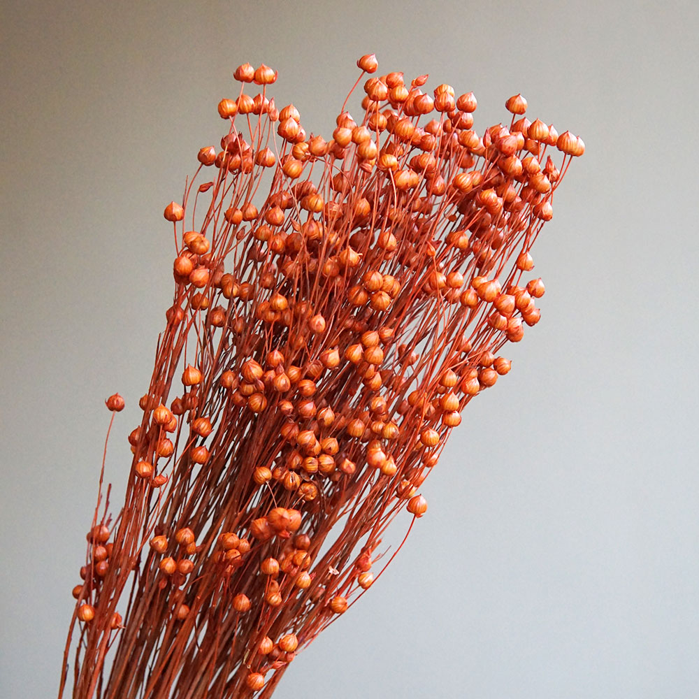 35g/Preserved Ormosia Hosiei N - огляд і ціна Dried Flower Bulk