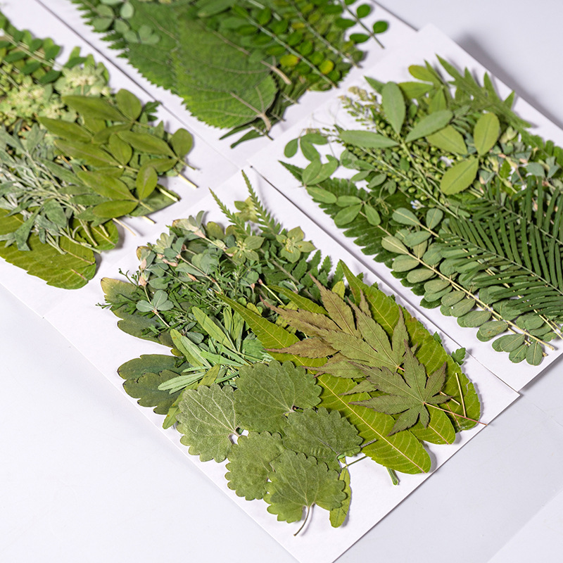 1Set 35pcs Pressed Dried Flowe - огляд і ціна Dried Flower Bulk