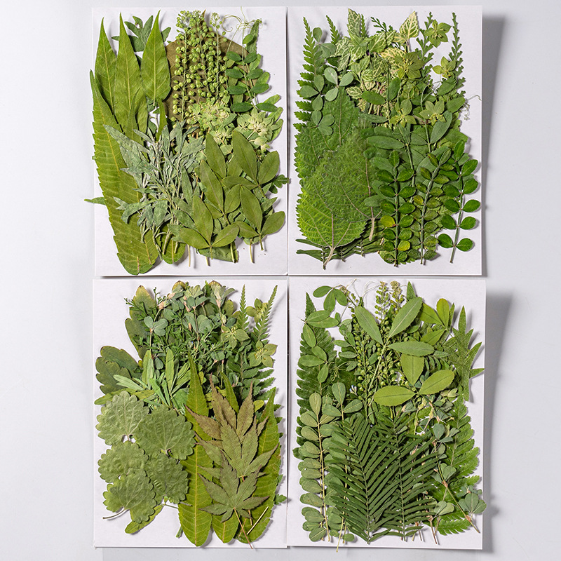 1Set 35pcs Pressed Dried Flowe - огляд і ціна Dried Flower Bulk