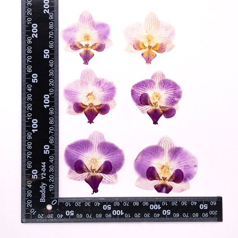 4 Pcs Pressed Dried Phalaenops - огляд і ціна Dried Flower Bulk
