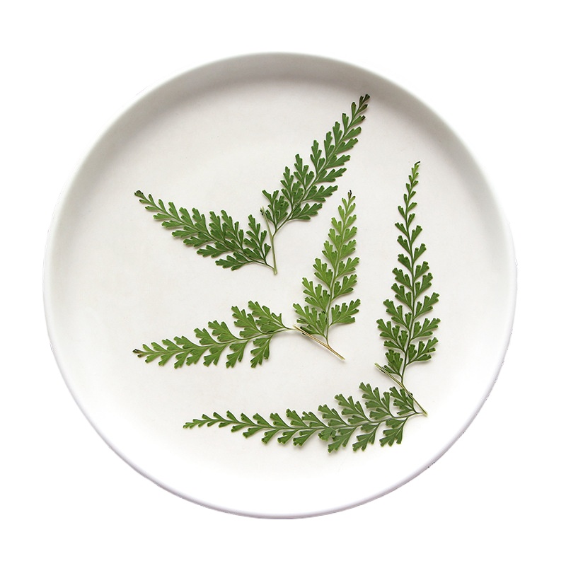 Nature Pressed Fern Branches,d - огляд і ціна Dried Flower Bulk